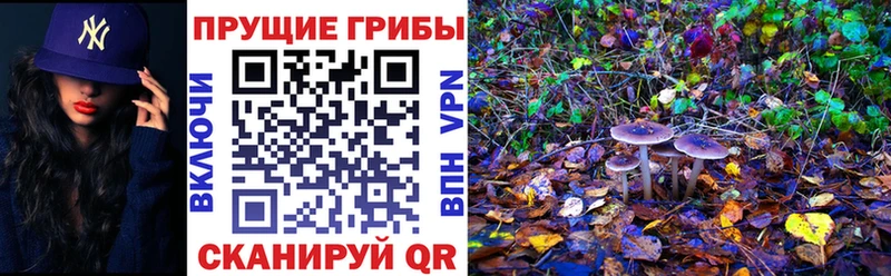Галлюциногенные грибы Psilocybe  как найти закладки  Чаплыгин 
